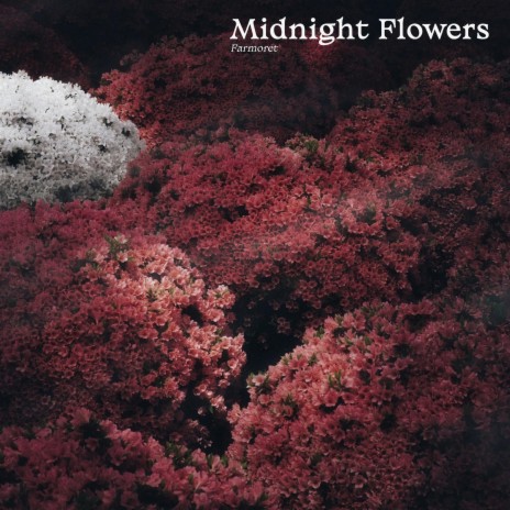 Midnight Flowers | Boomplay Music