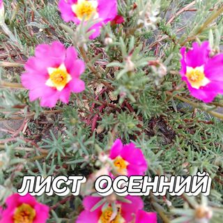 ЛИСТ ОСЕННИЙ