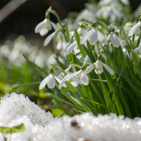 Snowdrops (Warmth of Hope Messengers.) | Boomplay Music