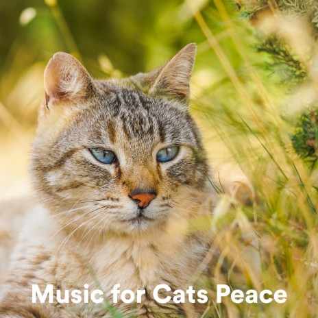 Serenity ft. Cat Music & Music for Cats