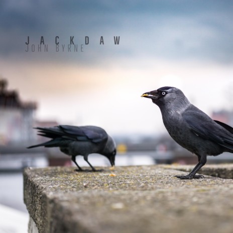 Jackdaw