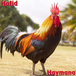 Haymana