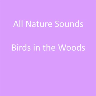 Birds in the Woods