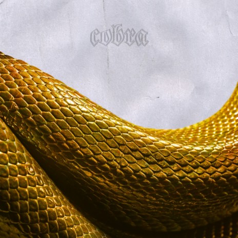 Cobra | Boomplay Music