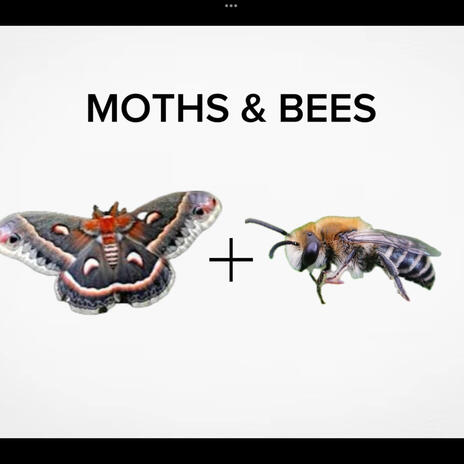 Moths & Bees