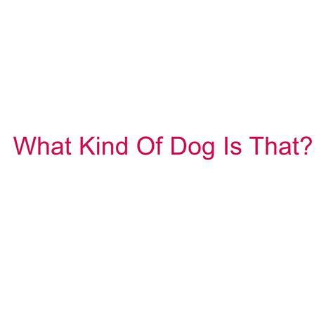 What Kind Of Dog Is That? | Boomplay Music