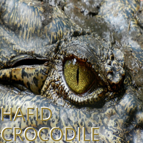 Crocodile