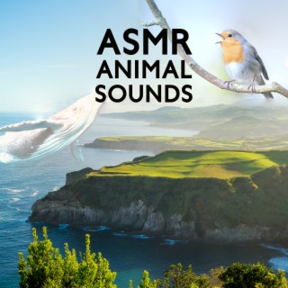 Asmr Animal Sounds – 1 Hour Of Deep Relaxation: Sperm Whale, Bird & Forest Sounds