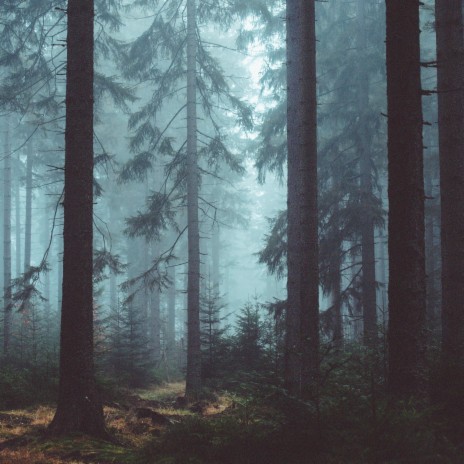 Дождь в лесу 2 ft. Музыка для Релаксации & Музыка для медитации