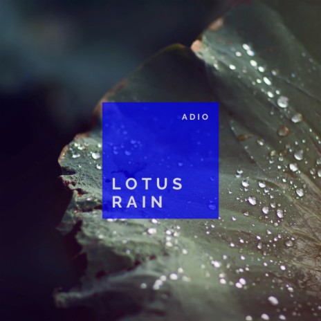 Lotus Rain | Boomplay Music