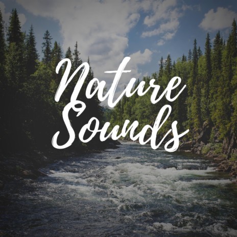 Suara Air Sungai Pegunungan