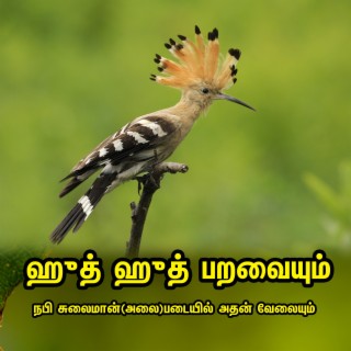 ஹுத் ஹுத் பறவையும் நபி சுலைமான்(அலை)படையில் அதன் வேலையும்