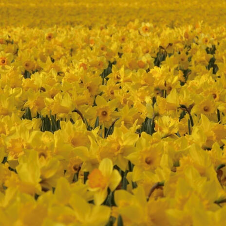 Land of Daffodils | Boomplay Music