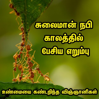 சுலைமான் நபி காலத்தில் பேசிய எறும்பு Tamil Bayan