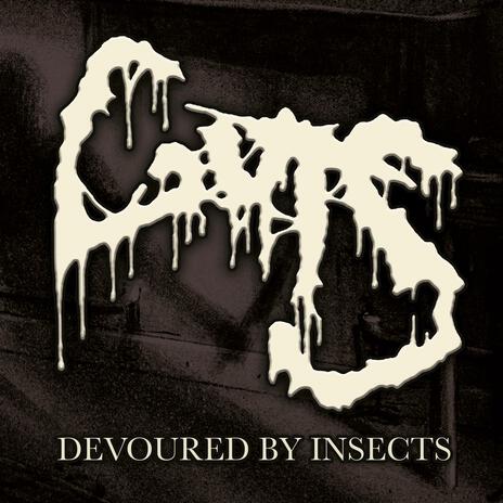 Devoured by Insects | Boomplay Music