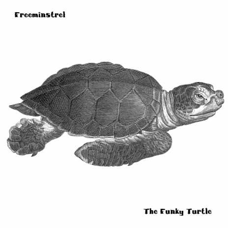 The Funky Turtle | Boomplay Music