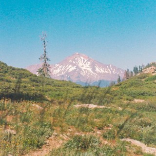 shasta