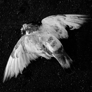 DEAD BIRD