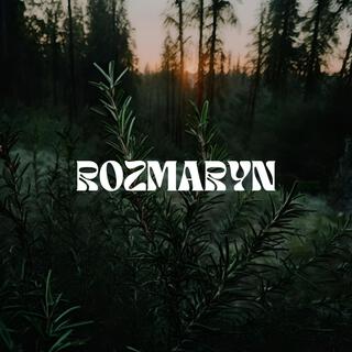 Rozmaryn