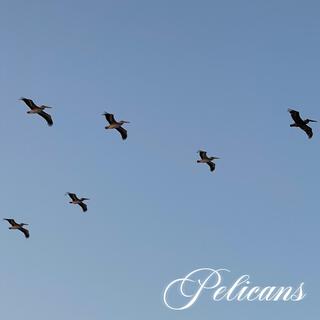 PELICANS