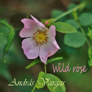 Wild rose