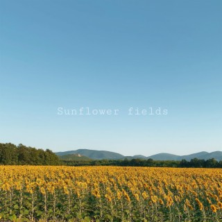 Sunflower Fields