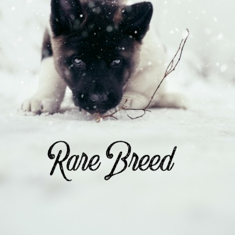 Rare Breed