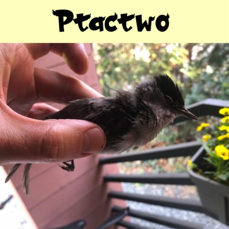 Ptactwo