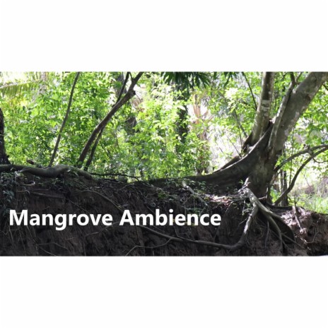 Mangrove Ambience Crickets and Birds Costa Rica | Boomplay Music