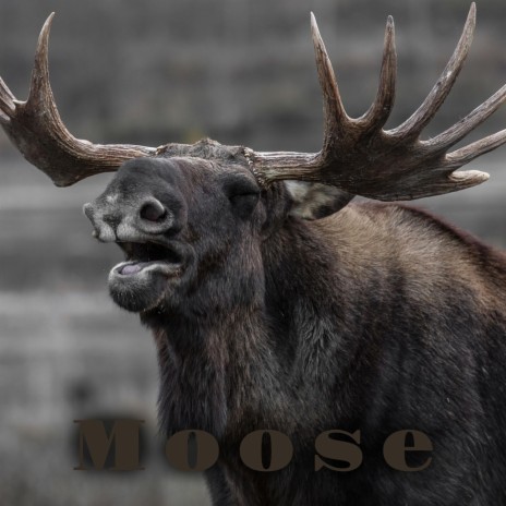 Moose ft. Thor The Bass x Ugglyboybeats