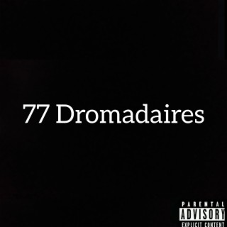 77 dromadaires