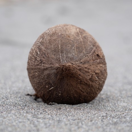 The Arrogance of Coconuts