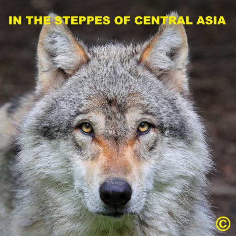 IN THE STEPPES OF CENTRAL ASIAN © | Boomplay Music