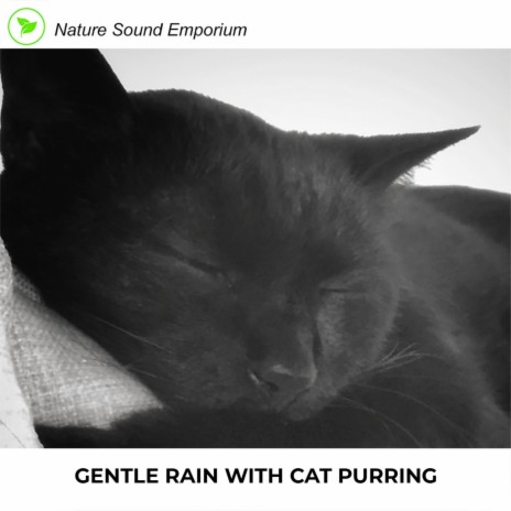 Gentle Rain With Cat Purring