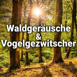 Waldgeräusche & Vogelgezwitscher