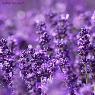 Refrain Lavender