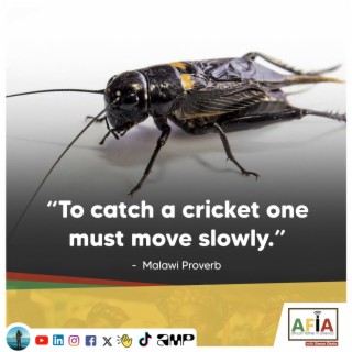 To Catch a Cricket One Must Move Slowly | African Proverb Wisdom | AFIAPodcast