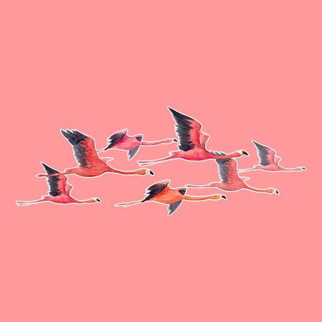 Flamingo | Boomplay Music