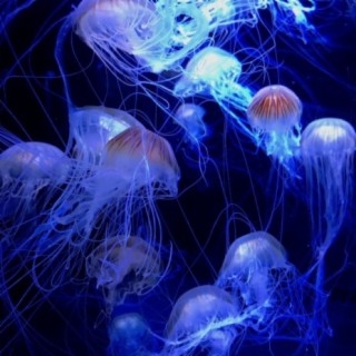 Jellyfish