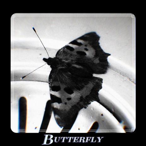 Butterfly | Boomplay Music