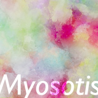 Myosotis