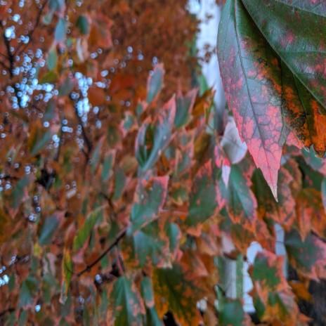 Early in the Autumn