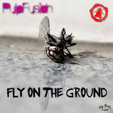 Fly on the Ground | Boomplay Music