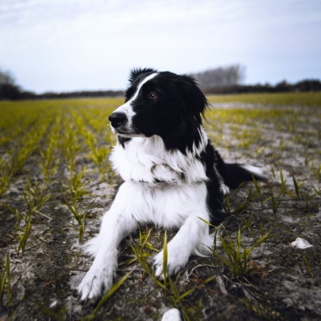 Interstellar ft. Musique pour Chiens & Musique pour Animaux de Compagnie | Boomplay Music