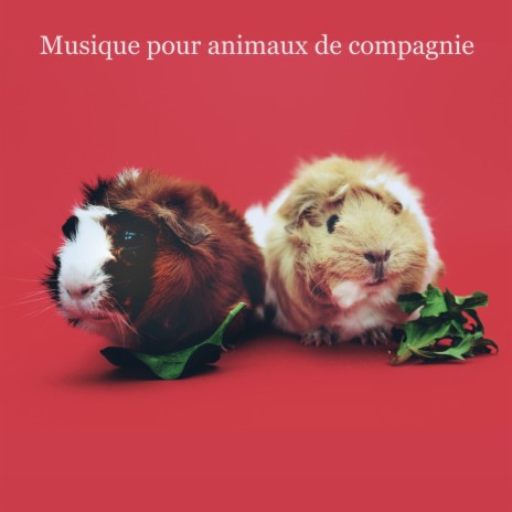 Delightful Endings ft. Musique pour Chiens & Musique pour Animaux de Compagnie | Boomplay Music