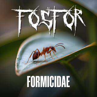 Formicidae