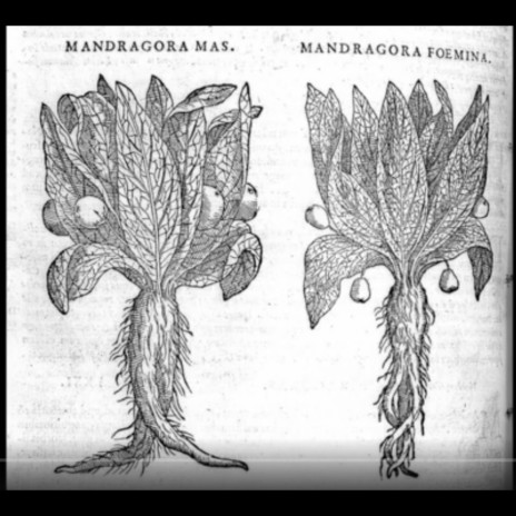 Mandragora