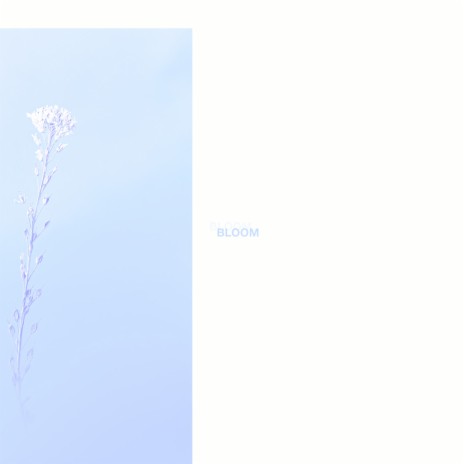 bloom