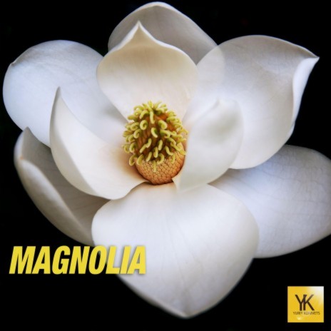 Magnolia | Boomplay Music