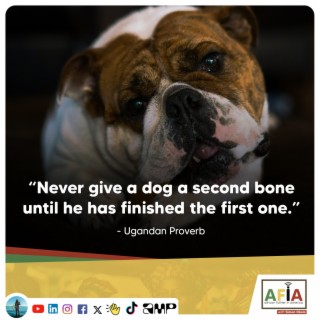 Never Give a Dog a Second Bone Until He Has Finished the First One | Uganda Proverb | AFIAPodcast